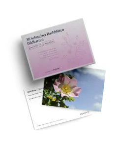 Kartenset Schweizer Bachbl&uuml;ten