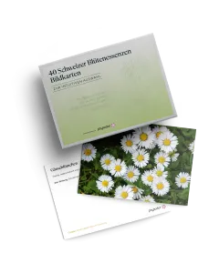 Kartenset Schweizer Bl&uuml;tenessenzen