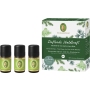 Primavera Duftende Waldkraft thumbnail