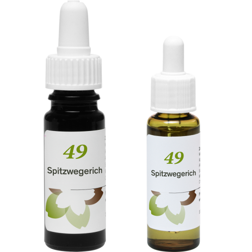 Phytodor Stockbottle Blütenessenz Nr. 49 - Spitzwegerich