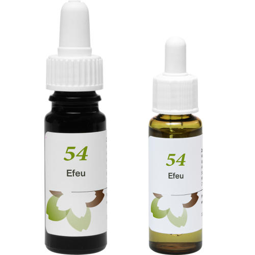 Phytodor Stockbottle Blütenessenz Nr. 54 - Efeu