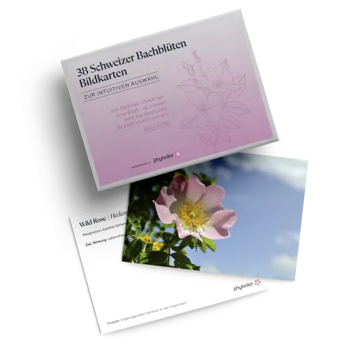 Kartenset Schweizer Bachblüten
